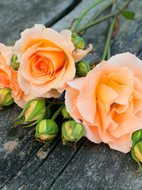 Sfondi Delicate Orange Rose Petals 480x640