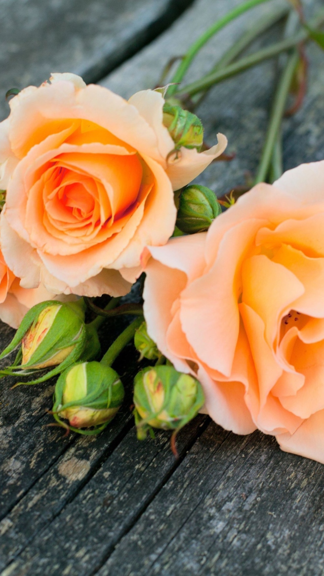 Delicate Orange Rose Petals wallpaper 640x1136