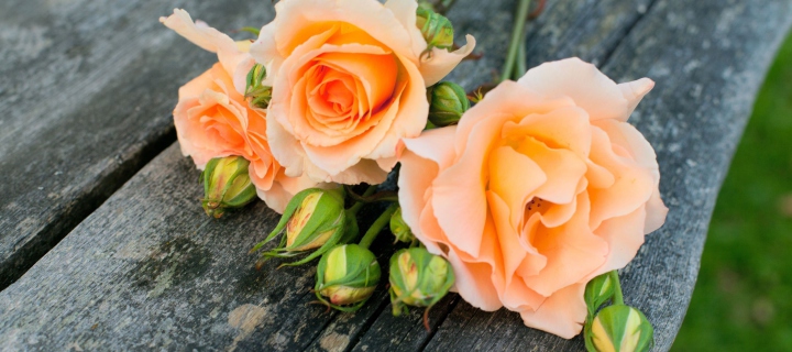 Das Delicate Orange Rose Petals Wallpaper 720x320