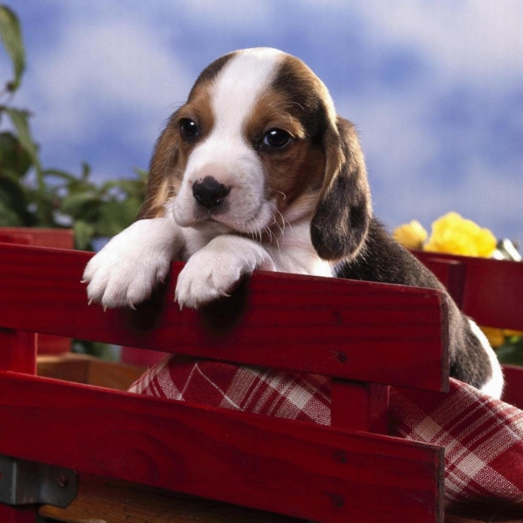 Puppy On Red Bench screenshot #1 1024x1024