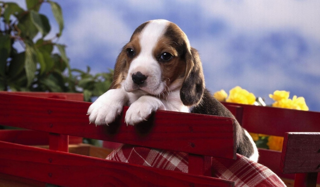 Das Puppy On Red Bench Wallpaper 1024x600