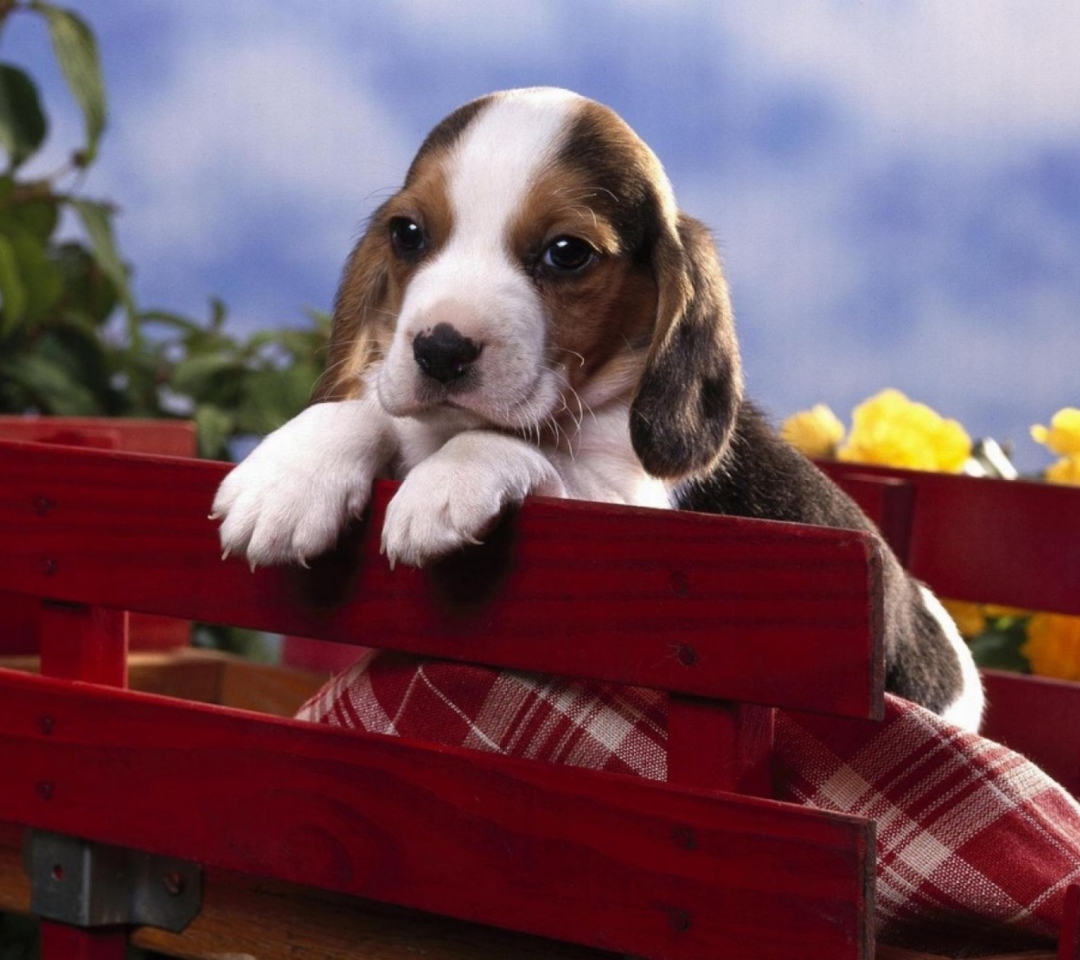 Обои Puppy On Red Bench 1080x960
