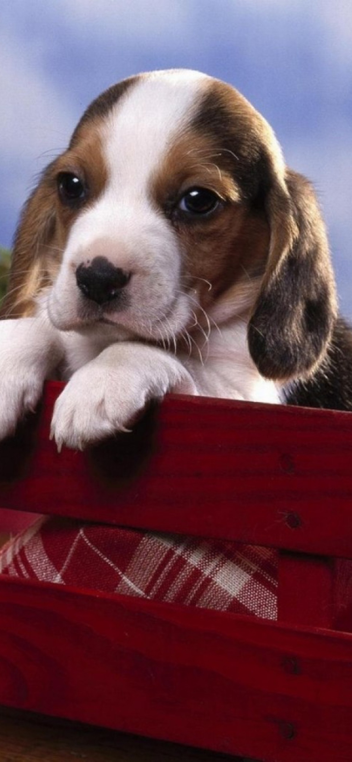 Das Puppy On Red Bench Wallpaper 1170x2532