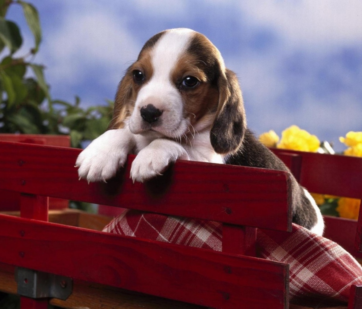 Обои Puppy On Red Bench 1200x1024