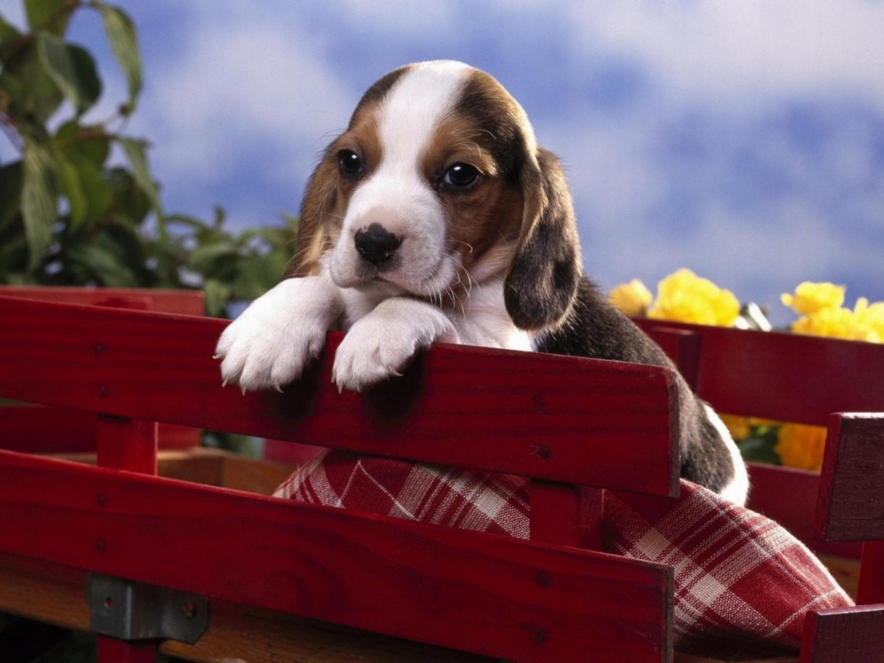 Обои Puppy On Red Bench 1280x960