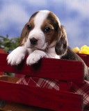 Fondo de pantalla Puppy On Red Bench 128x160