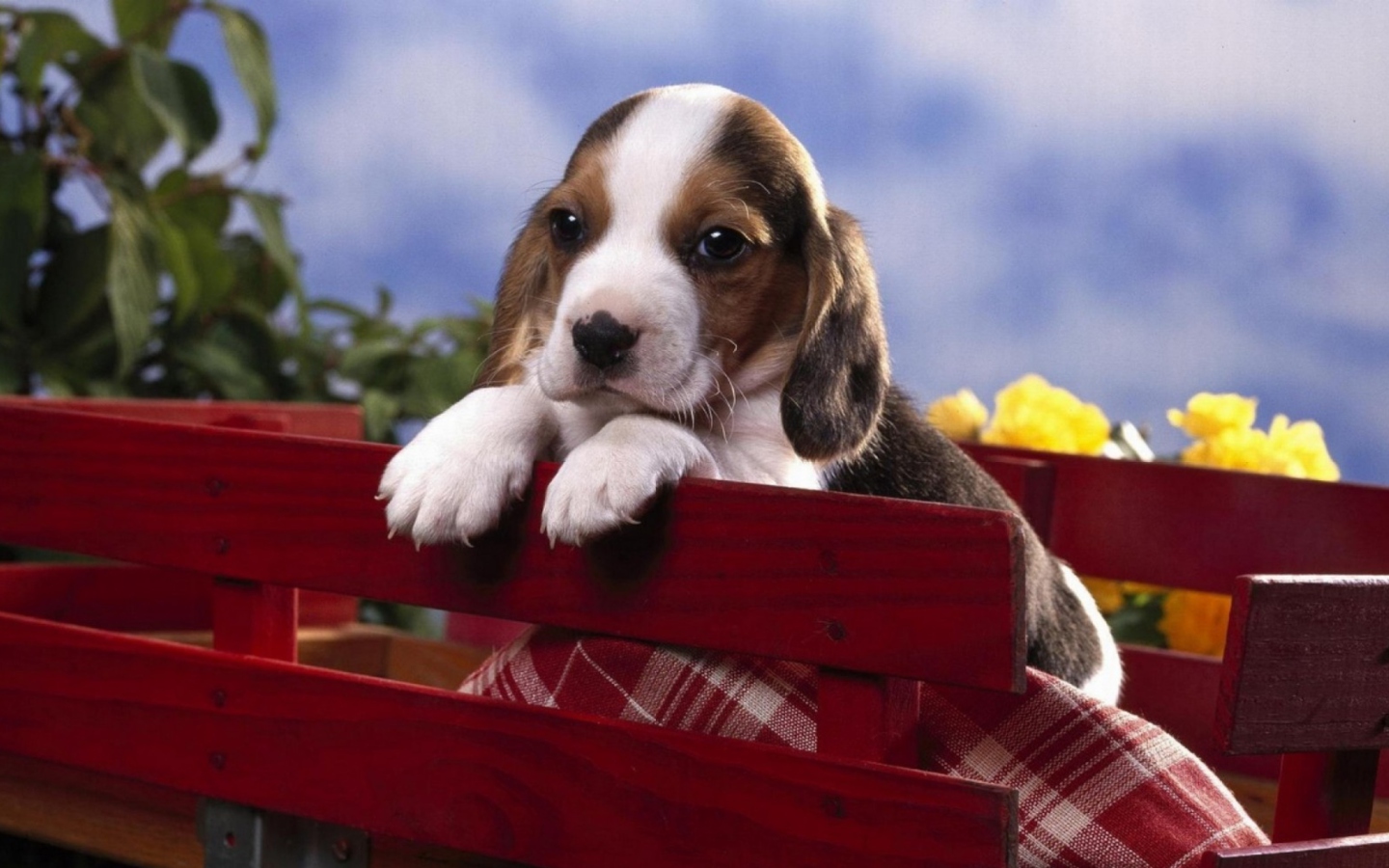 Das Puppy On Red Bench Wallpaper 1440x900