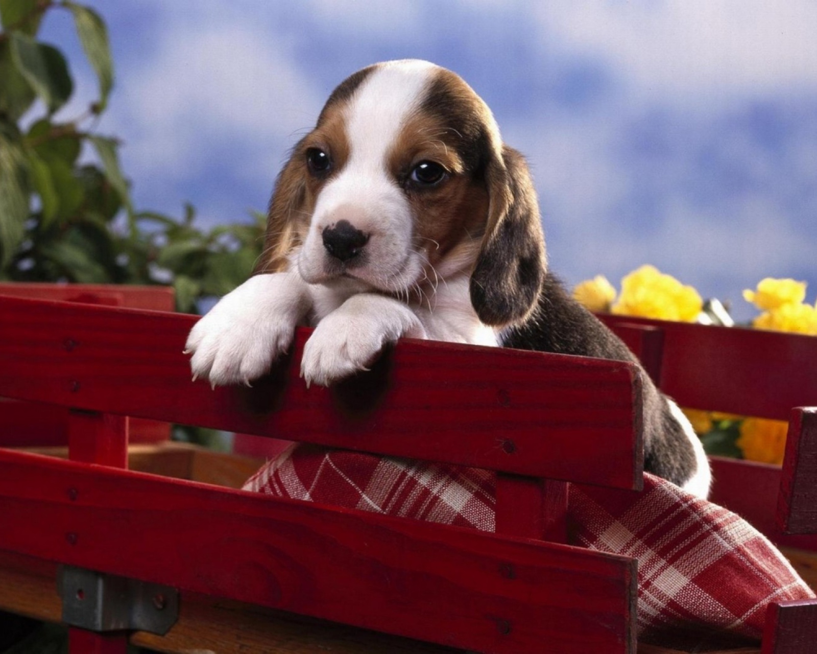 Обои Puppy On Red Bench 1600x1280