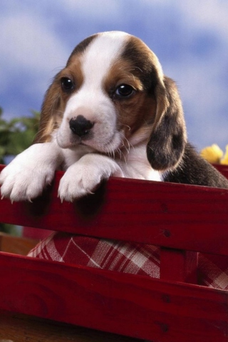 Fondo de pantalla Puppy On Red Bench 320x480