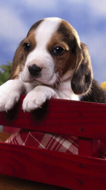 Puppy On Red Bench wallpaper 360x640