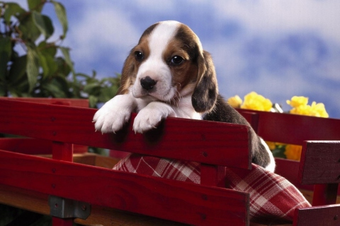 Fondo de pantalla Puppy On Red Bench 480x320