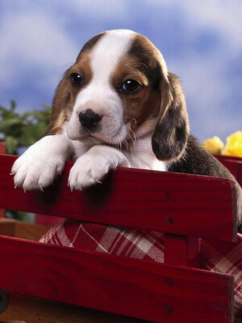 Fondo de pantalla Puppy On Red Bench 480x640