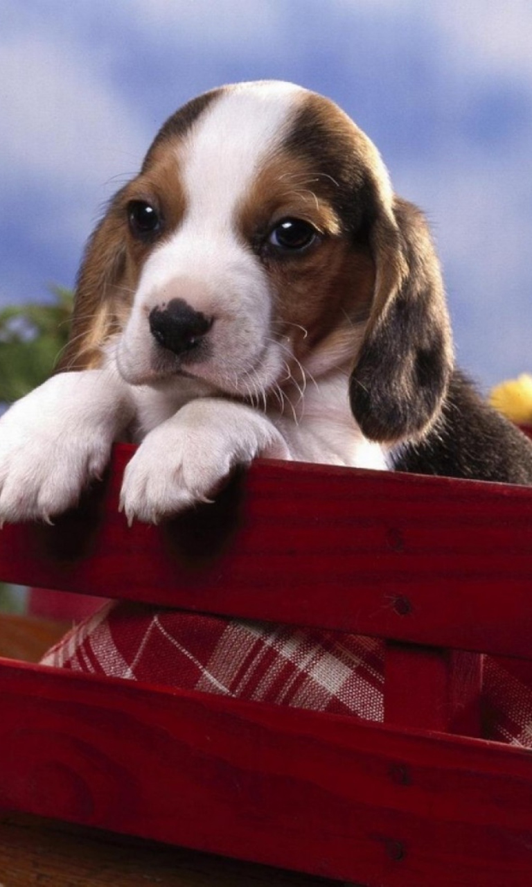 Das Puppy On Red Bench Wallpaper 768x1280