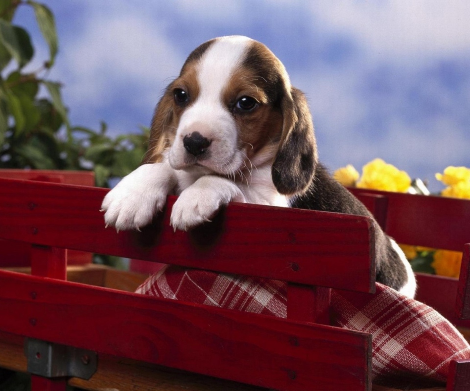 Puppy On Red Bench wallpaper 960x800