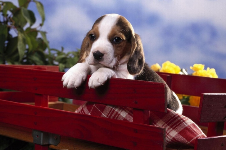 Das Puppy On Red Bench Wallpaper