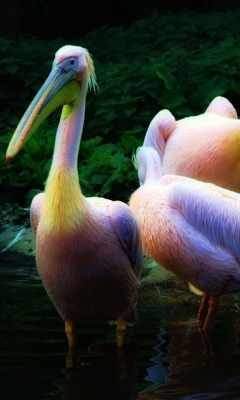 Rainbow Birds screenshot #1 240x400