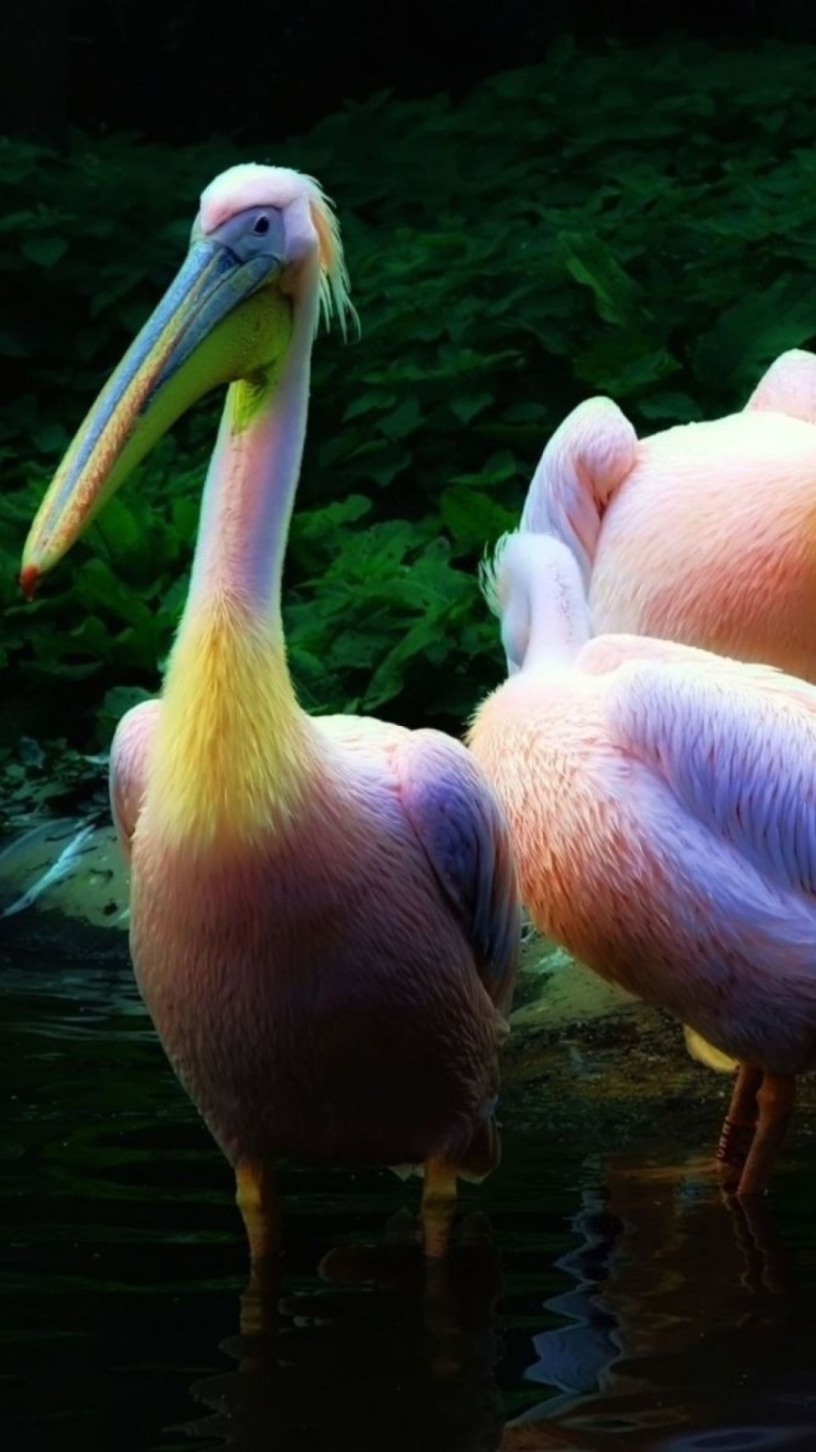 Rainbow Birds wallpaper 750x1334