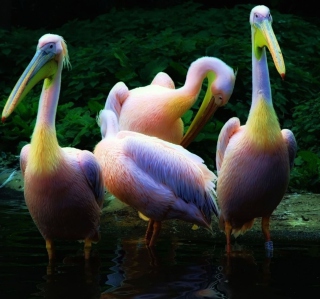 Rainbow Birds - Fondos de pantalla gratis para Nokia 6230i