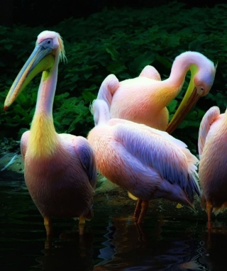 Rainbow Birds - Obrázkek zdarma pro Nokia Asha 311