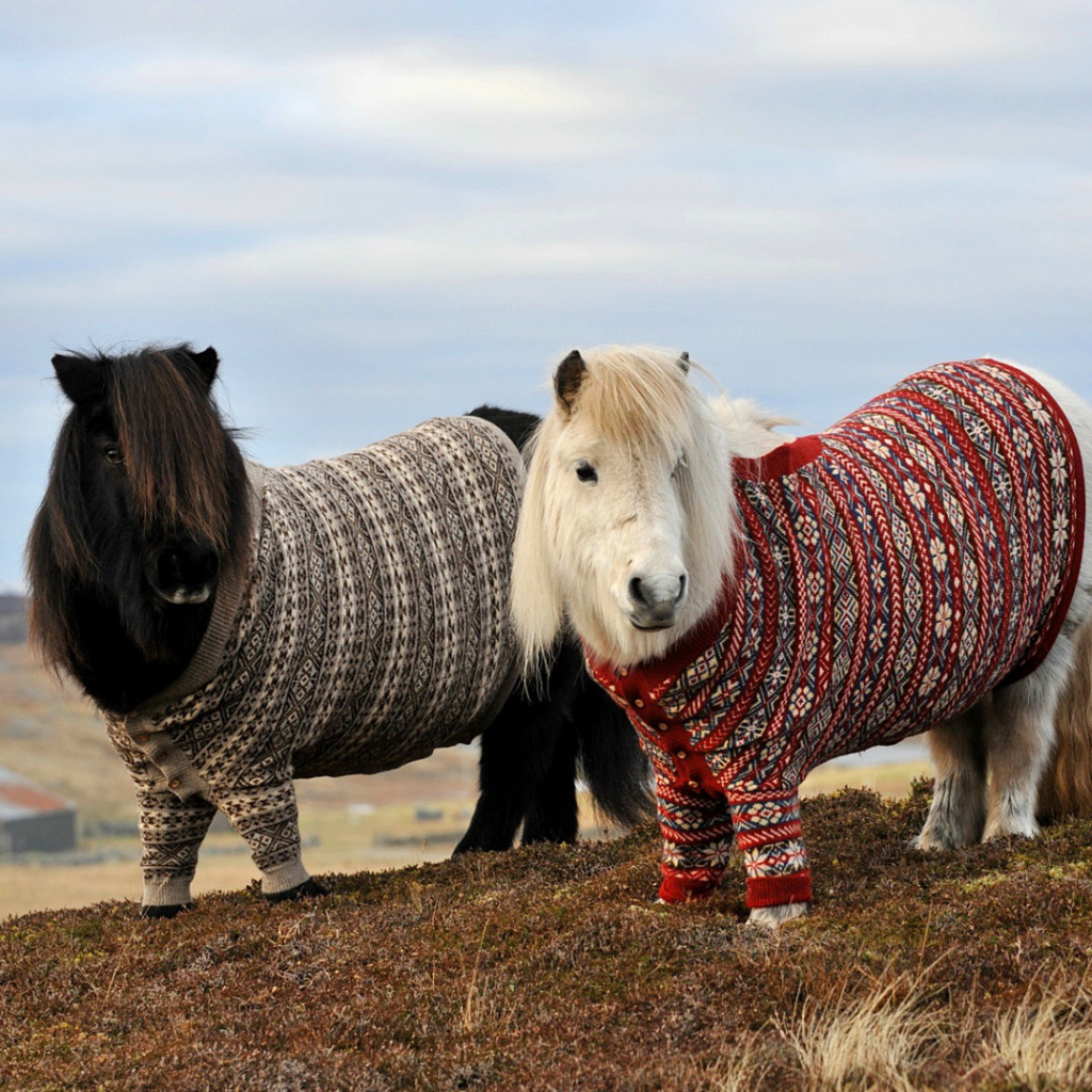 Fondo de pantalla Shetland Ponies 1024x1024