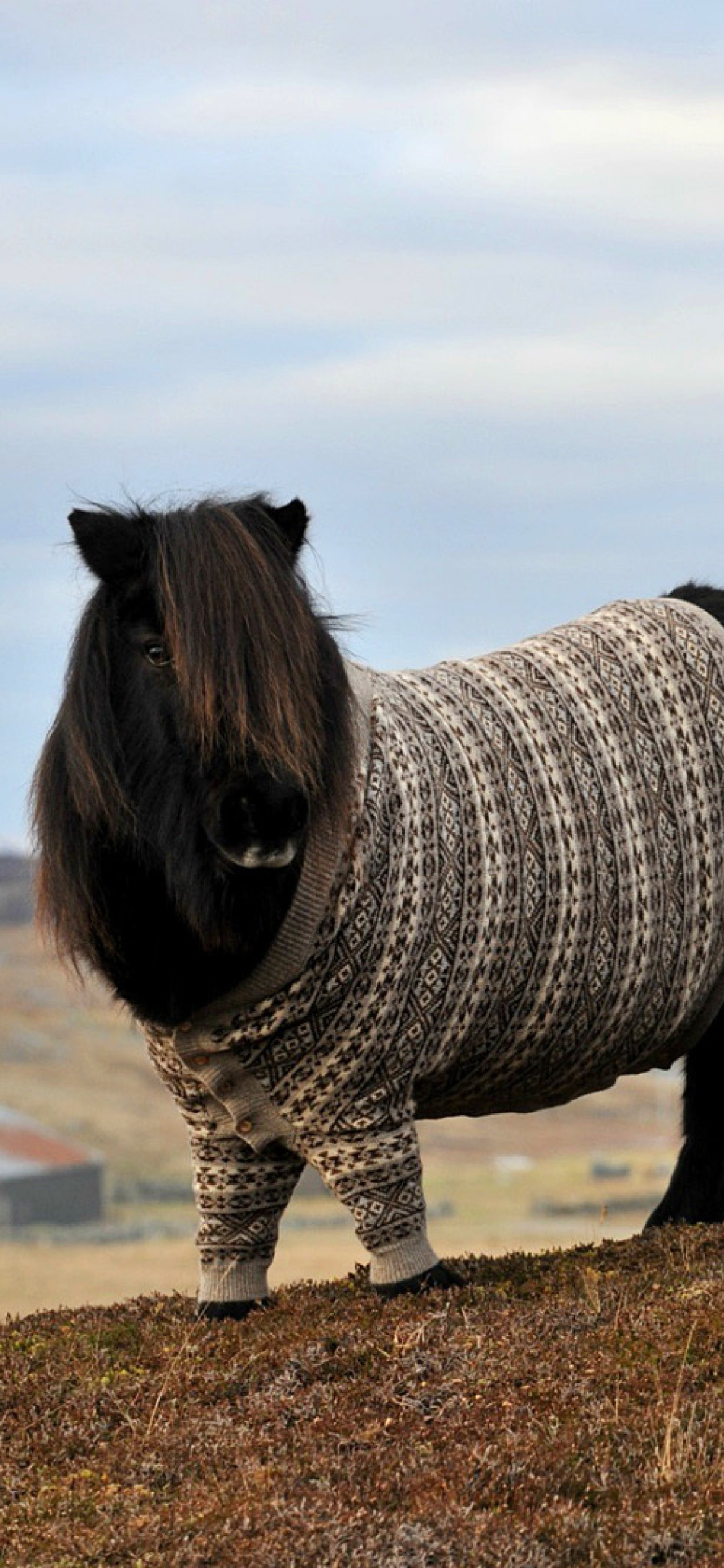 Sfondi Shetland Ponies 1170x2532