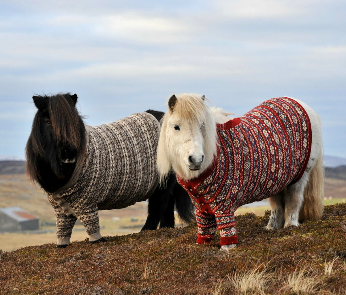 Das Shetland Ponies Wallpaper 1200x1024