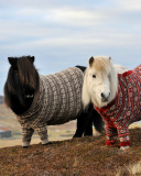 Sfondi Shetland Ponies 128x160