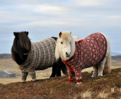 Das Shetland Ponies Wallpaper 176x144