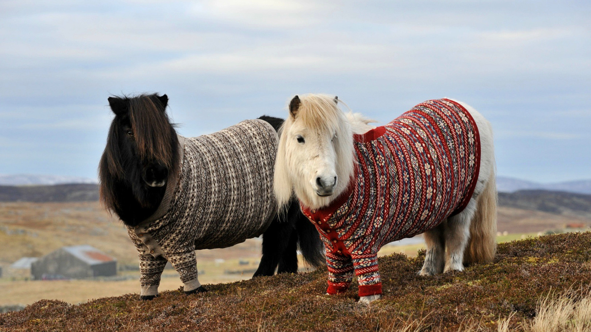 Das Shetland Ponies Wallpaper 1920x1080