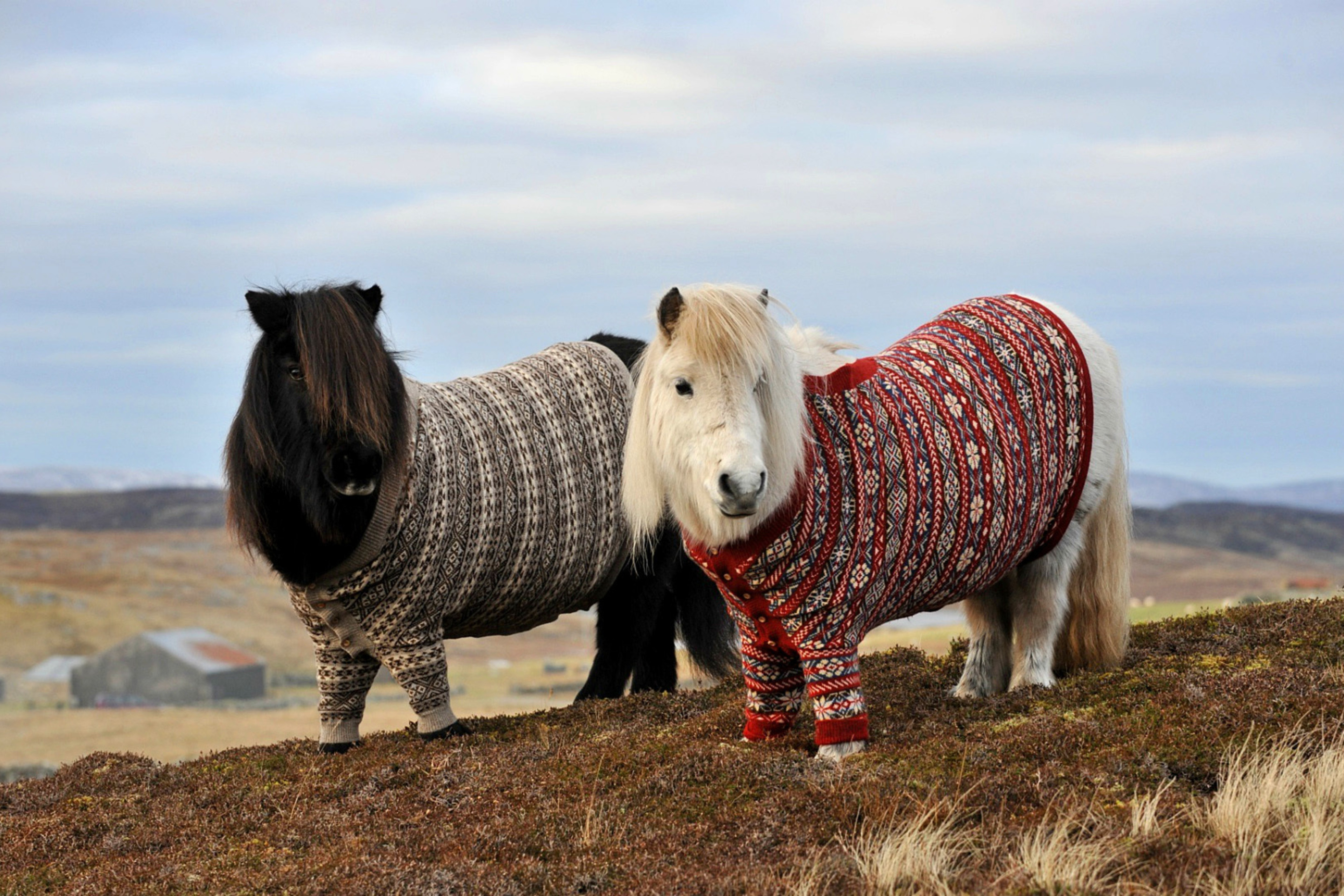 Shetland Ponies wallpaper 2880x1920