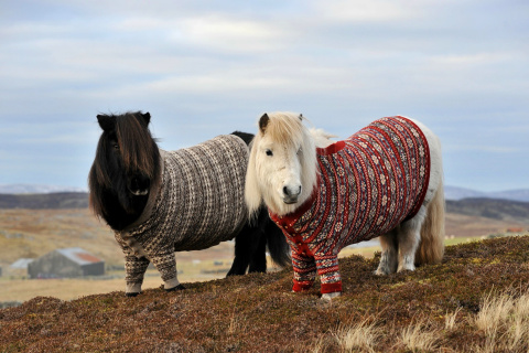 Обои Shetland Ponies 480x320