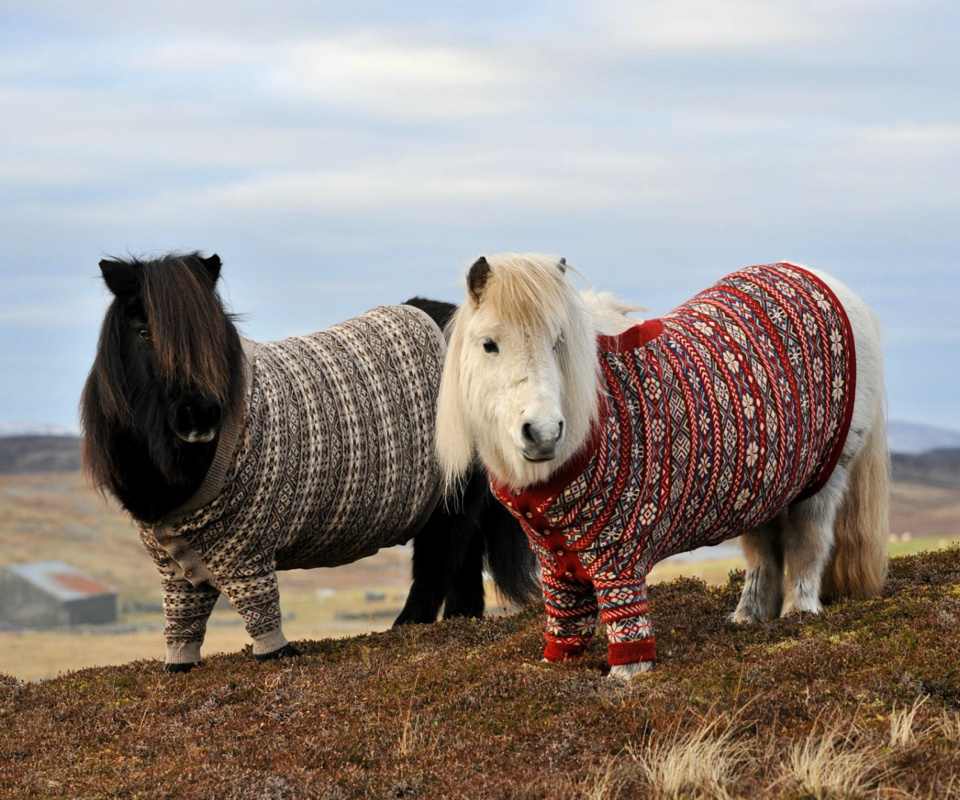 Обои Shetland Ponies 960x800