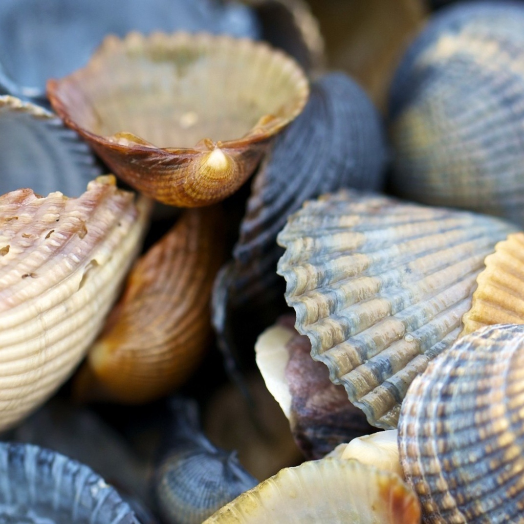 Macro Shells wallpaper 1024x1024