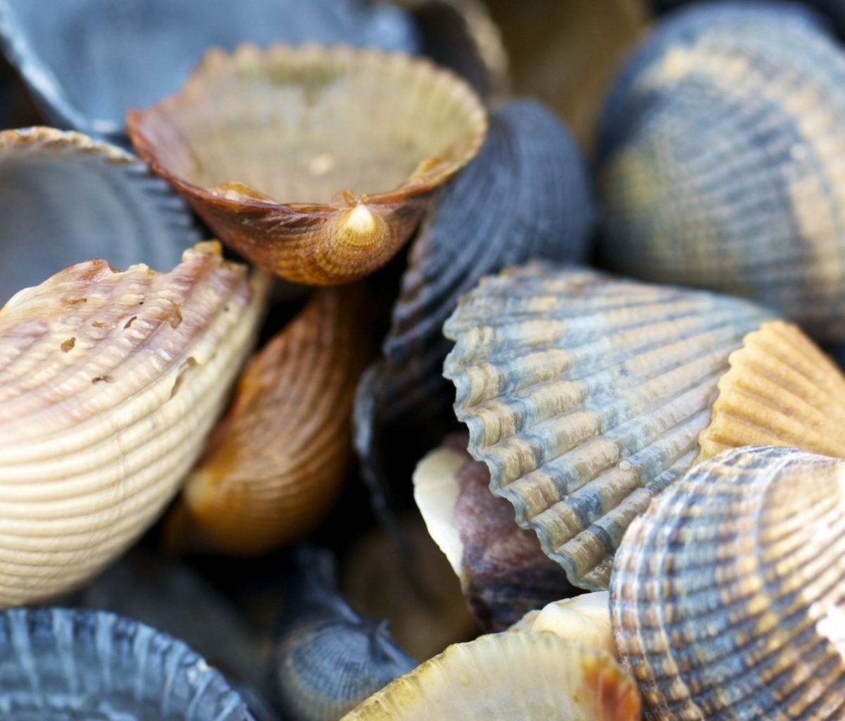 Macro Shells wallpaper 1200x1024