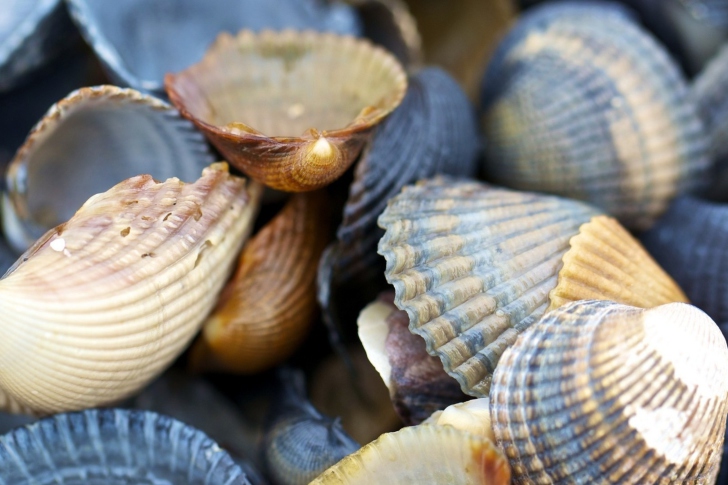 Das Macro Shells Wallpaper