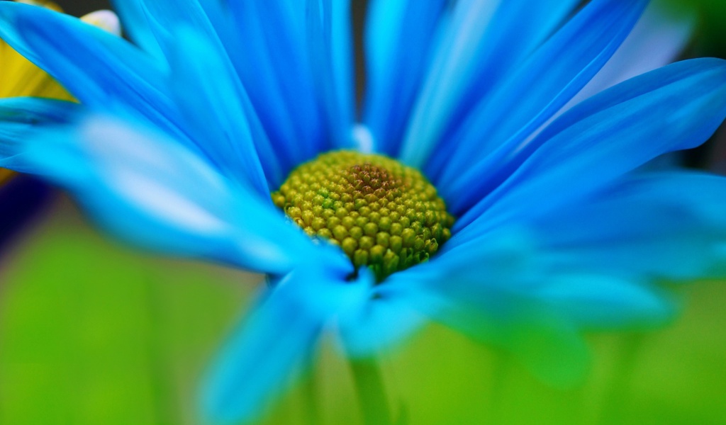 Fondo de pantalla Macro Blue Flower 1024x600