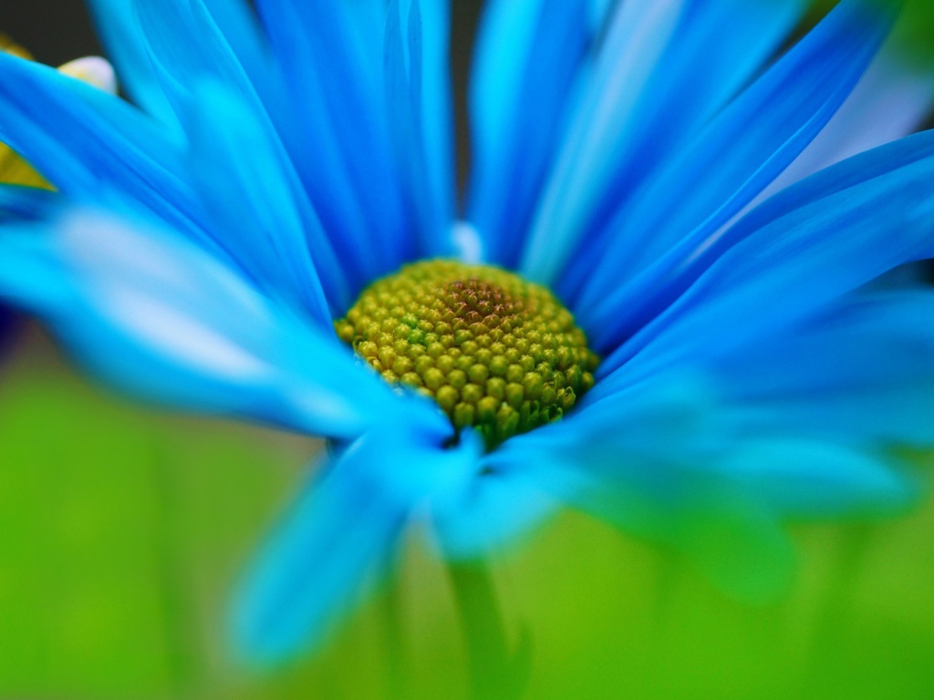 Screenshot №1 pro téma Macro Blue Flower 1024x768