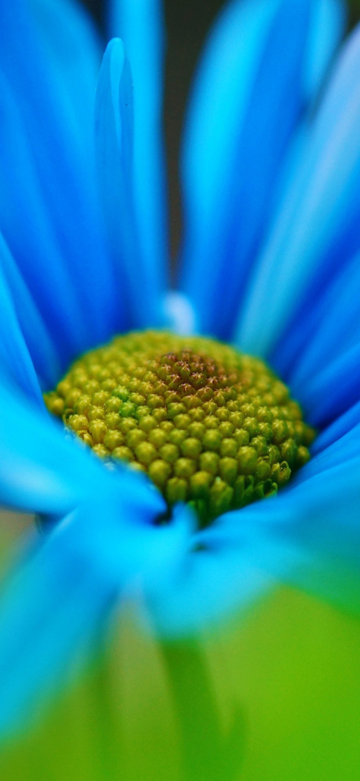 Обои Macro Blue Flower 1170x2532