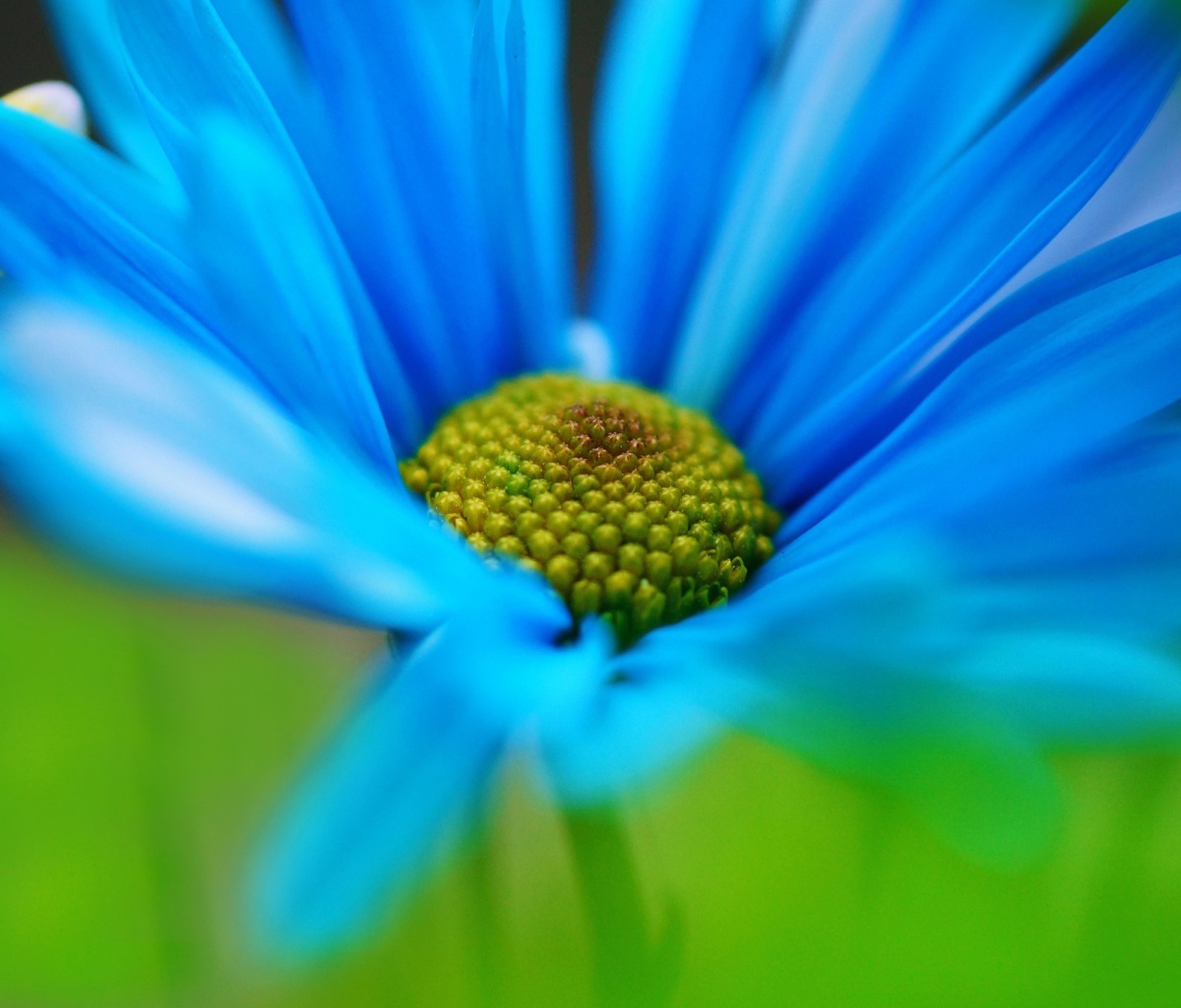 Fondo de pantalla Macro Blue Flower 1200x1024