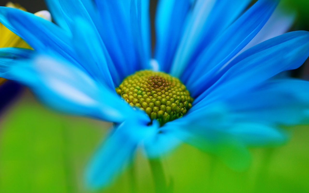 Das Macro Blue Flower Wallpaper 1280x800