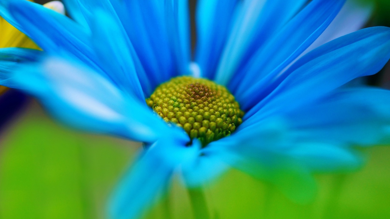 Das Macro Blue Flower Wallpaper 1366x768