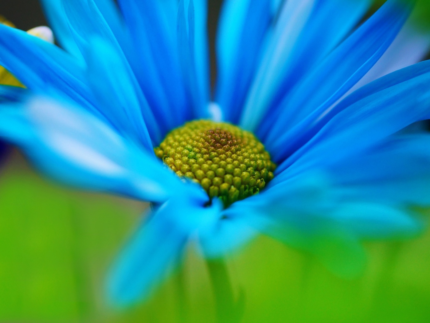 Screenshot №1 pro téma Macro Blue Flower 1400x1050