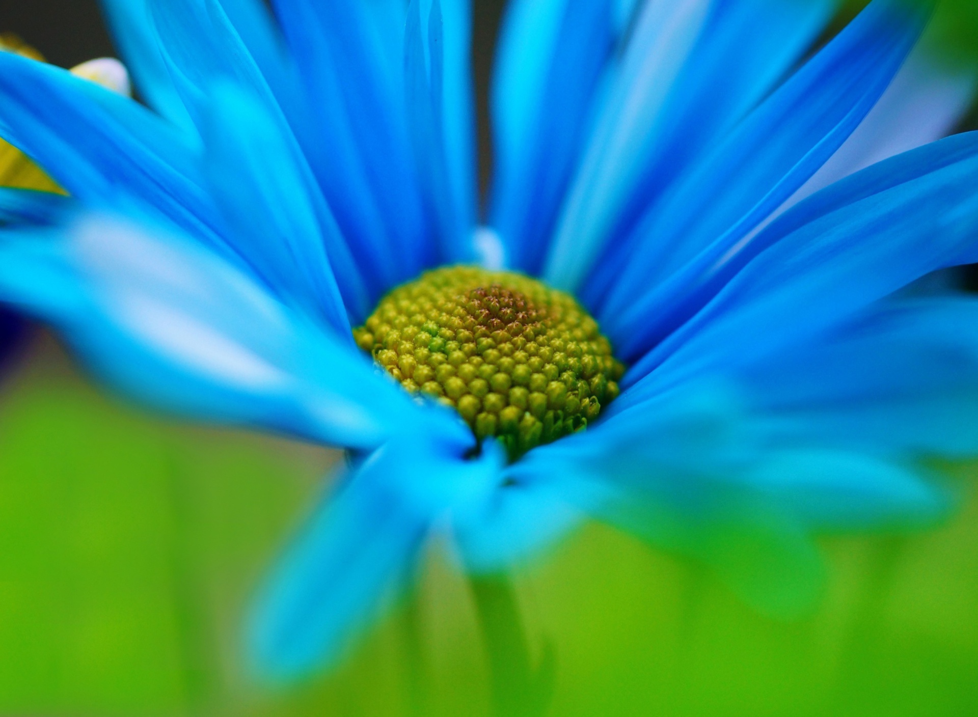 Обои Macro Blue Flower 1920x1408