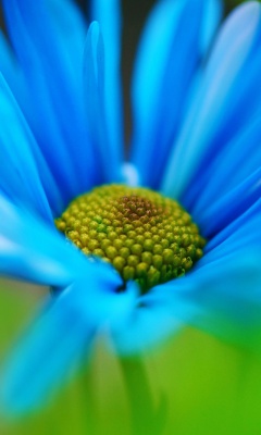 Fondo de pantalla Macro Blue Flower 240x400