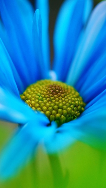 Das Macro Blue Flower Wallpaper 360x640