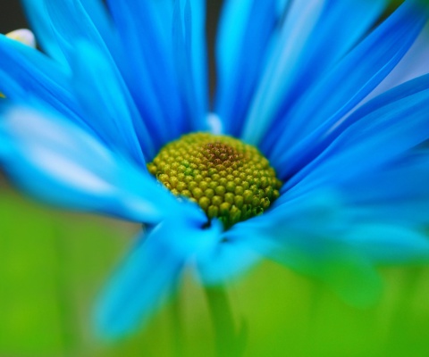 Screenshot №1 pro téma Macro Blue Flower 480x400