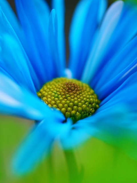 Das Macro Blue Flower Wallpaper 480x640