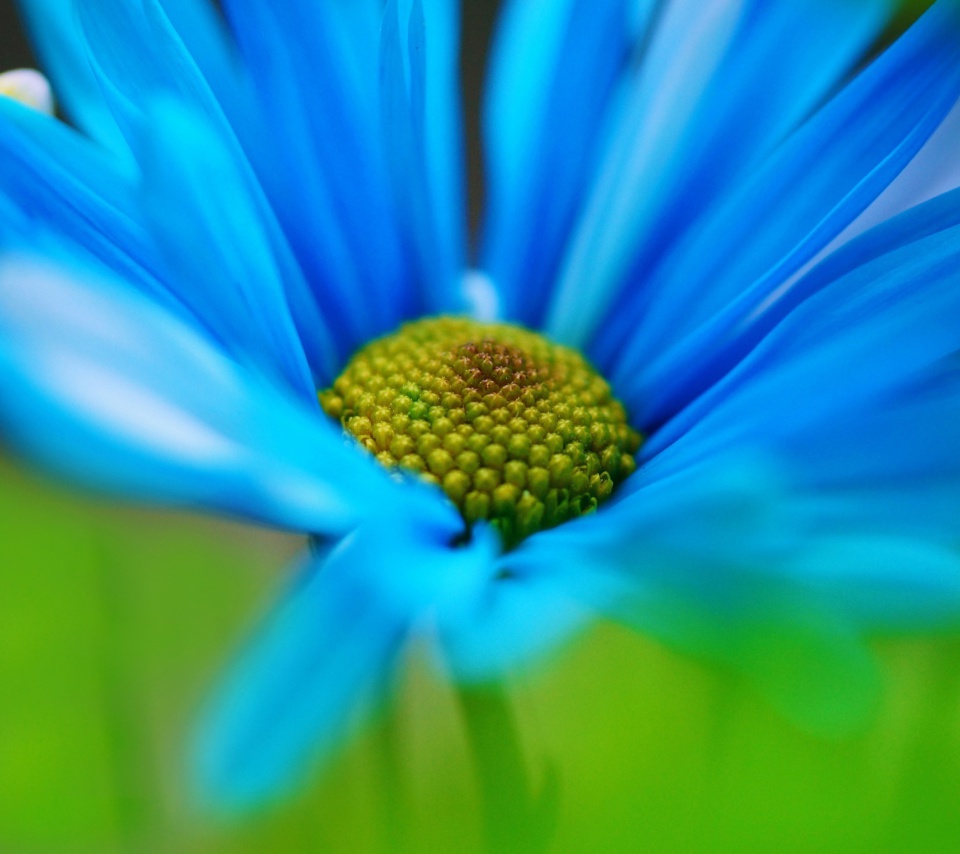 Das Macro Blue Flower Wallpaper 960x854