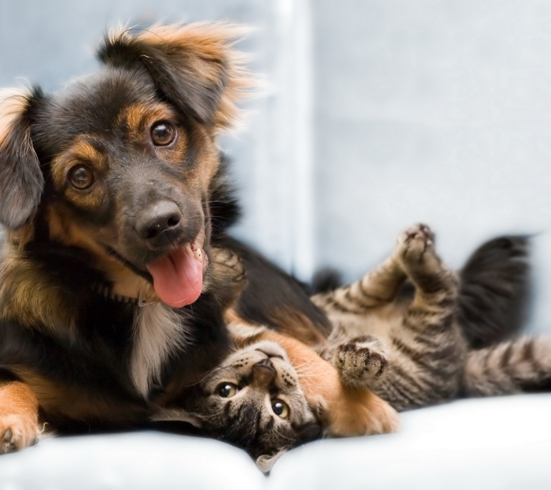 Dog and Cat wallpaper 1080x960