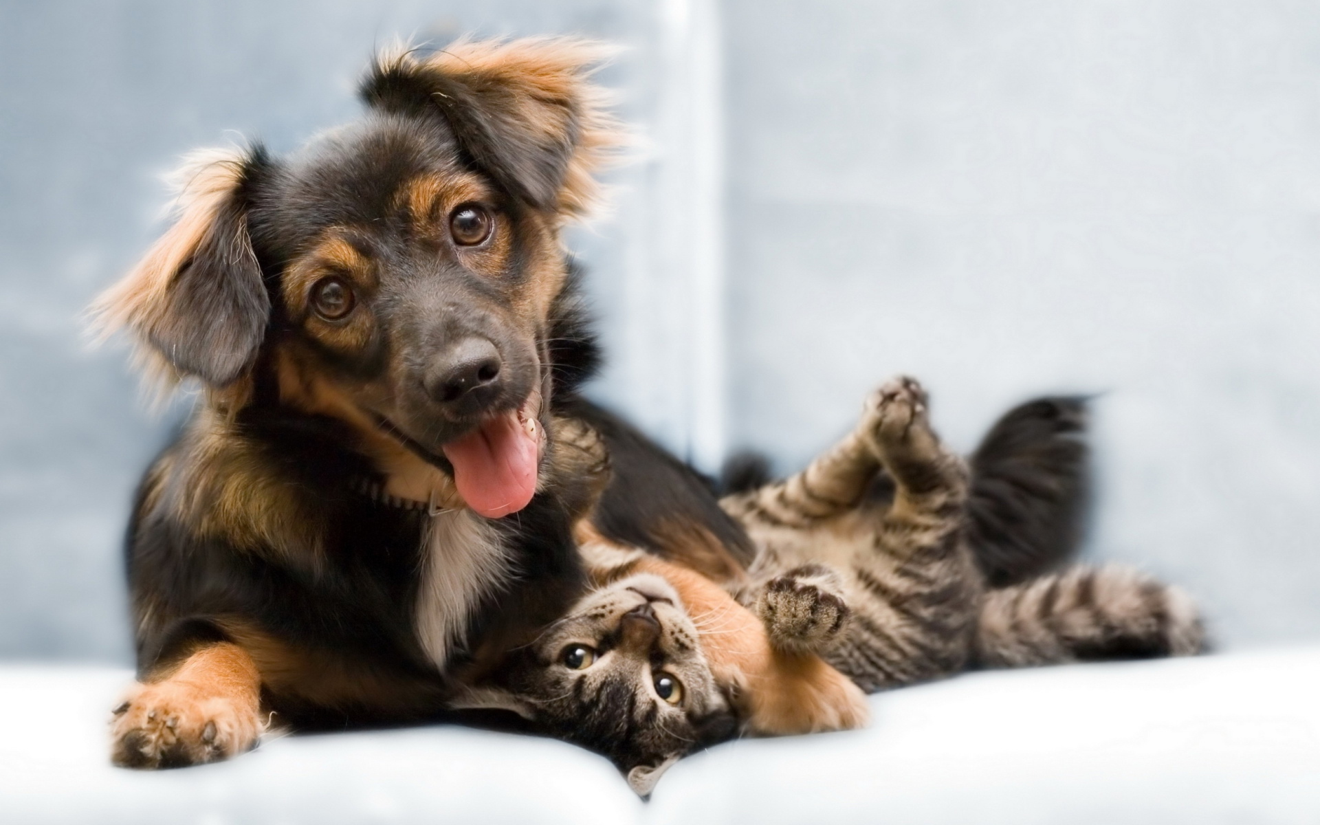Dog and Cat wallpaper 1920x1200